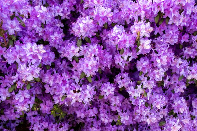 beautiful small purple flowers