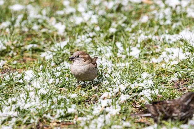 Beautiful small sparrow sitting on the grass-covered field