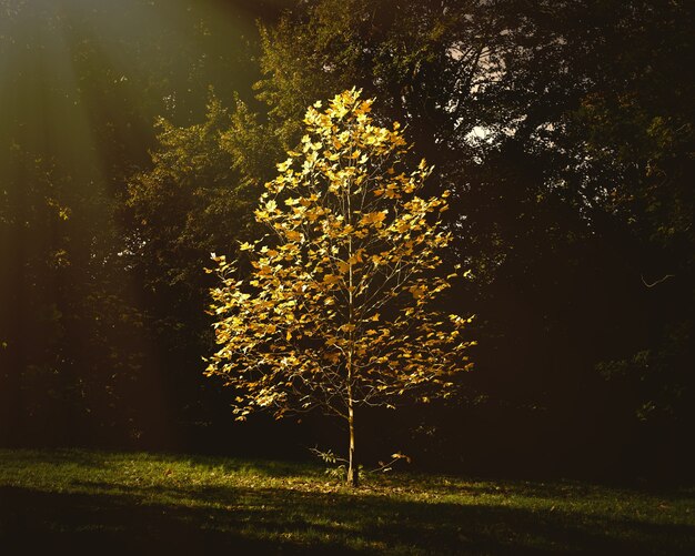 Красивое небольшое дерево с осенними листьями растет в парке под солнечным светом