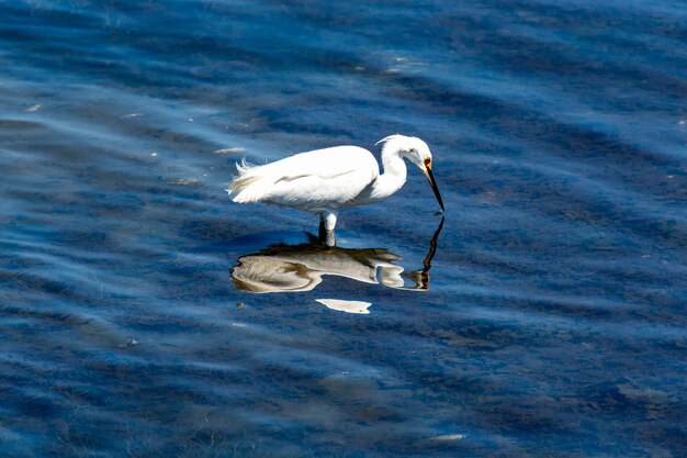 Beautiful Snowy Egret Fishing in Shallow Water