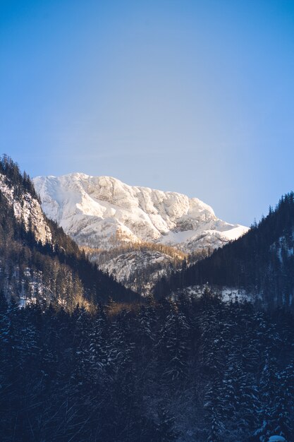 厚い緑の森が前に広がる美しい雪山