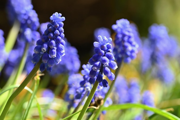 Beautiful spring blue flower grape hyacinth with sun and green grass Macro shot of the garden with a natural blurred backgroundMuscari armeniacum