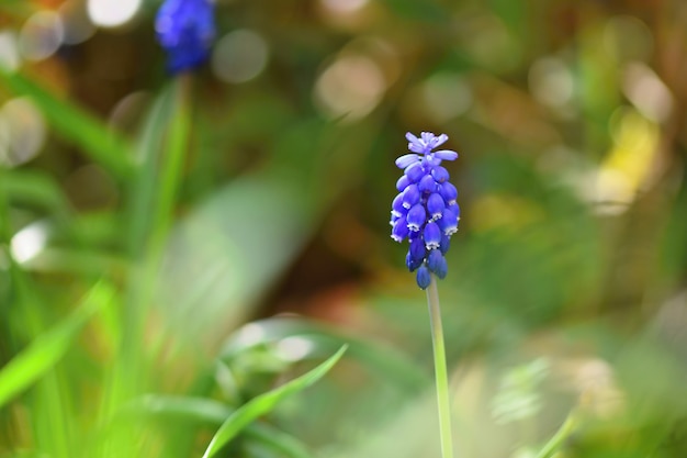 Beautiful spring blue flower grape hyacinth with sun and green grass. Macro shot of the garden with 