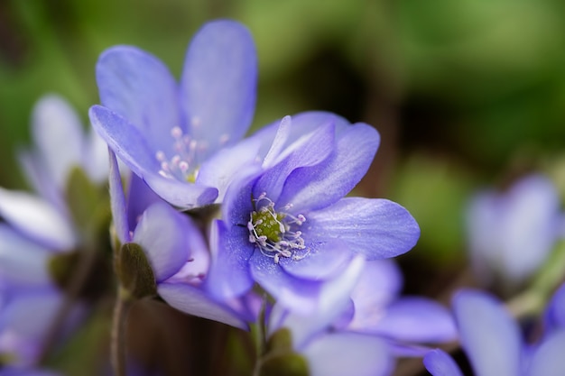 아름 다운 봄 푸른 꽃, 클로즈업입니다. 복사 공간 봄 여름 꽃 배경입니다. 선택적 초점입니다. 프리미엄 사진
