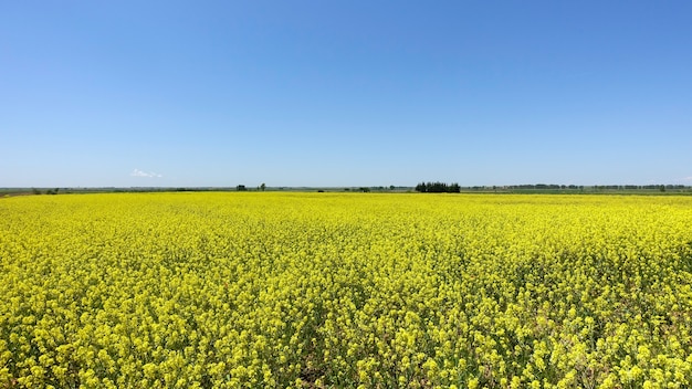 Beautiful spring landscape with a bright yellow field of Canola flowers