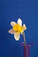 Free photo beautiful spring wallpaper with daffodil