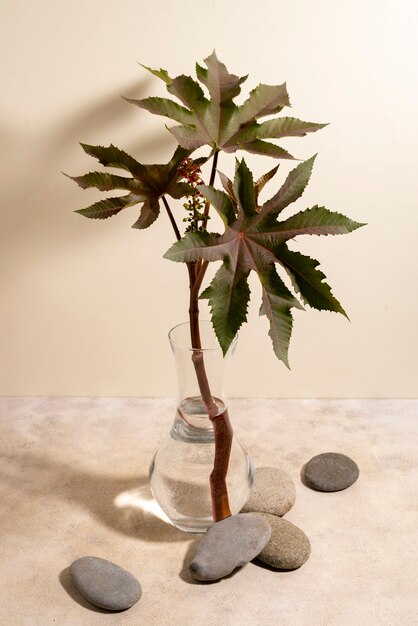 Beautiful still life with herbal medicine