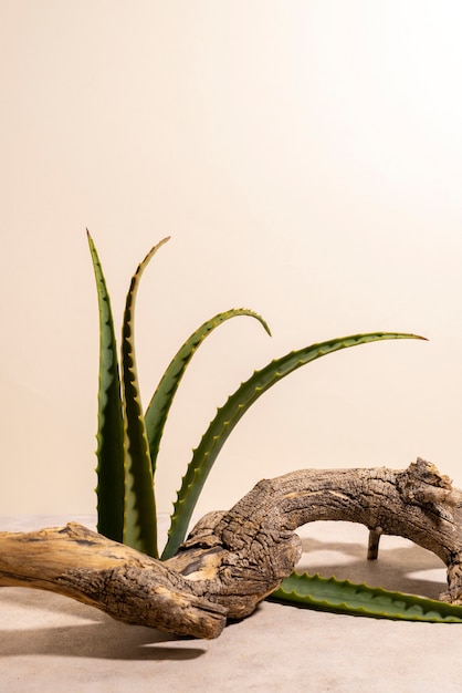 Beautiful still life with herbal medicine