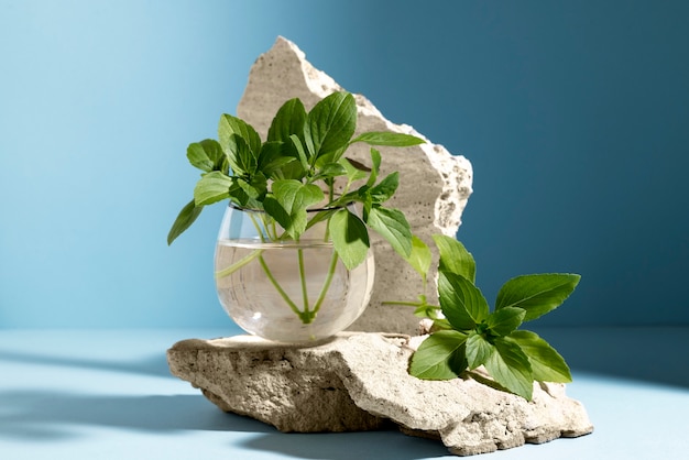 Beautiful still life with herbal medicine