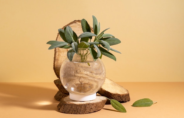 Beautiful still life with herbal medicine