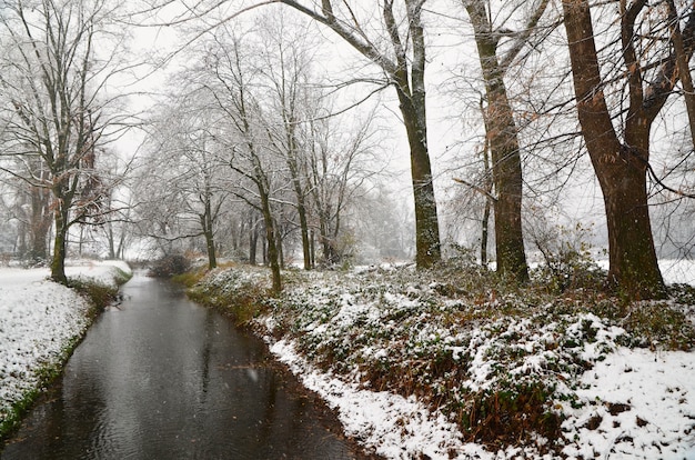 雪に覆われた芝生の海岸と木々を流れる美しい小川