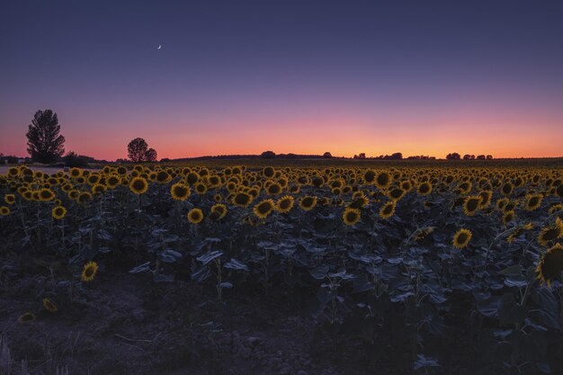 ウルル、ムティチュル、オーストラリアの日没または日の出の色とりどりの空の下の美しいひまわり畑