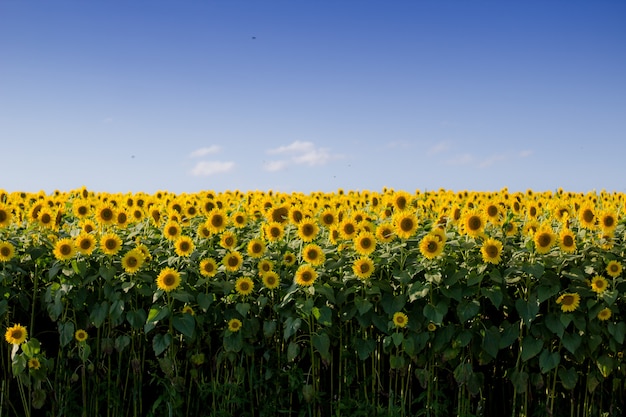 Beautiful sunflower field with a clear blue sky