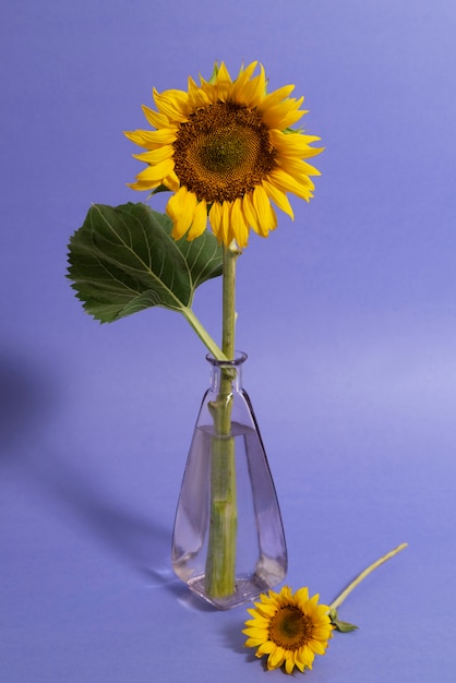 Beautiful sunflower in studio still life