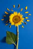 Foto gratuita bel girasole in studio ancora in vita