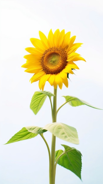 Beautiful sunflower  in studio