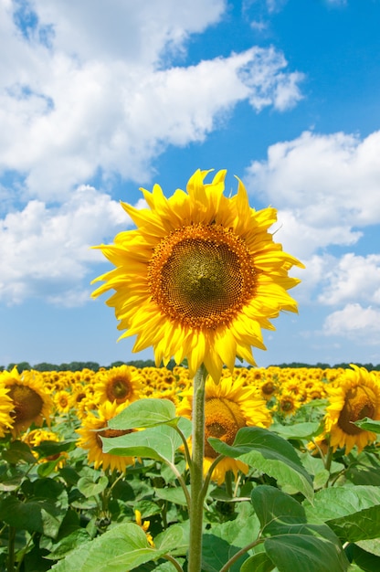 beautiful sunflower with green leaves