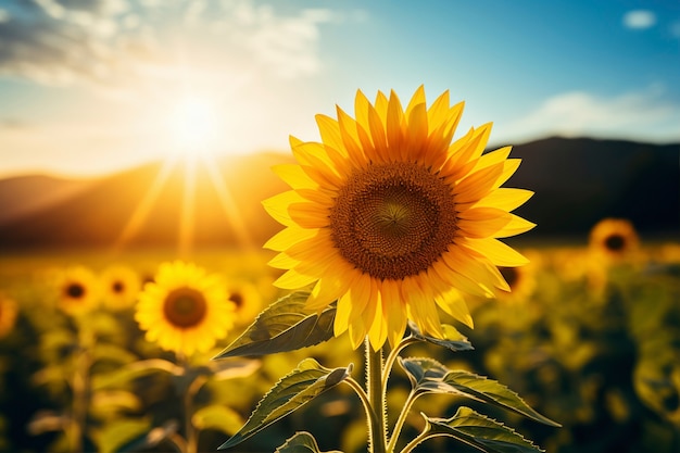 Free photo beautiful sunflowers field