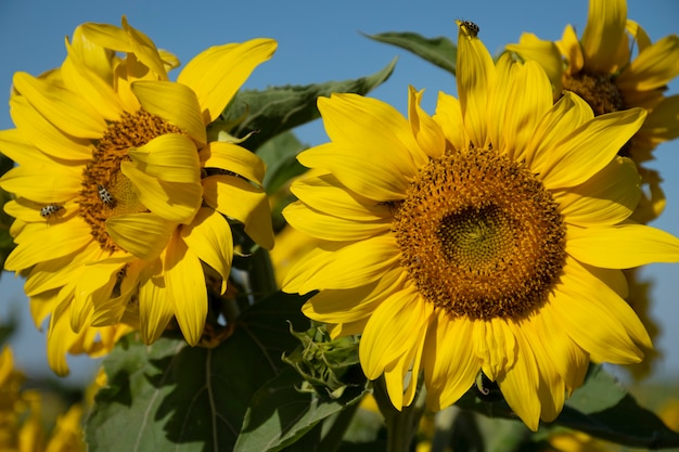 Beautiful sunflowers outdoors still life