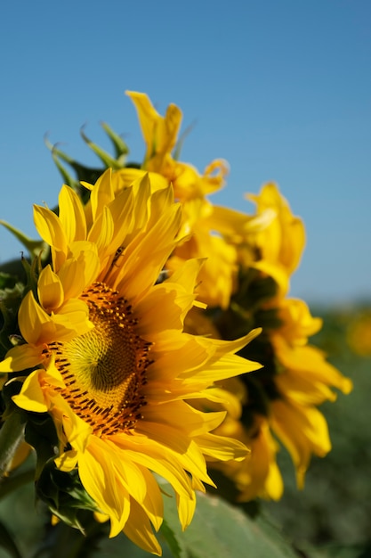 Beautiful sunflowers outdoors still life