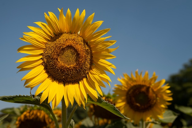 Beautiful sunflowers outdoors still life