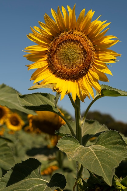 Foto gratuita bellissimi girasoli all'aperto ancora in vita