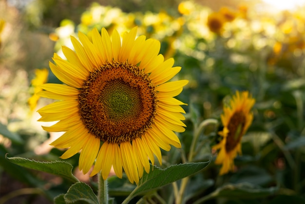 Foto gratuita bellissimi girasoli all'aperto ancora in vita