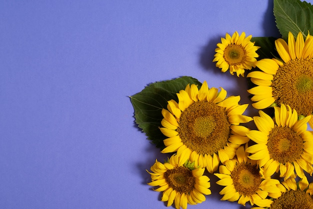 Free photo beautiful sunflowers in studio still life