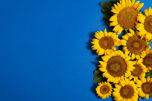 Beautiful sunflowers in studio still life