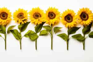 Free photo beautiful sunflowers in studio top view