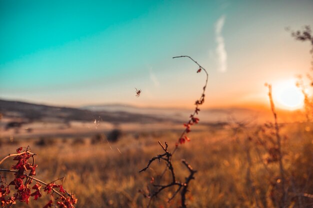 Beautiful sunset on the horizon over the fields