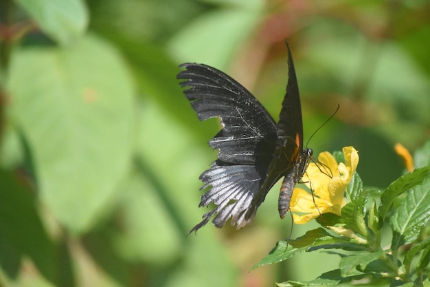 Beautiful swallowtail butterfly with black and red wings