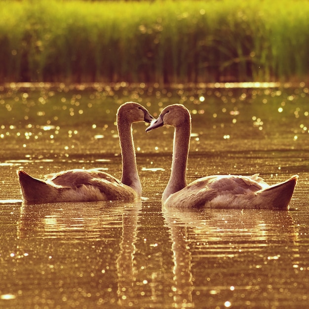 Bei cuccioli di cigno allo stagno. bella sfondo naturale colorato con animali selvatici. primavera.