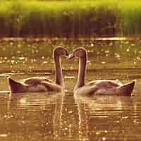 Free photo beautiful swan cubs at the pond. beautiful natural colored background with wild animals. springtime.