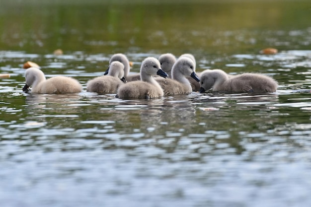 Beautiful swan cubs at the pond Beautiful natural colored background with wild animals Springtime