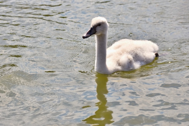 Beautiful swan cubs at the pond. Beautiful natural colored background with wild animals.