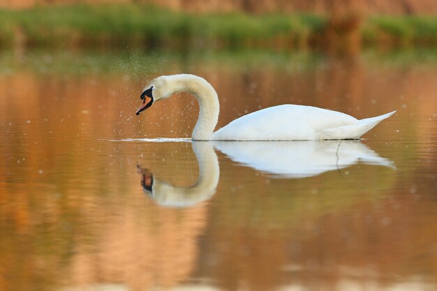 beautiful swan on a lake amazing bird in the nature habitat