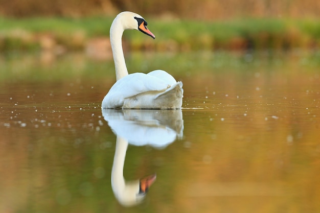 красивый лебедь на озере удивительная птица в естественной среде обитания