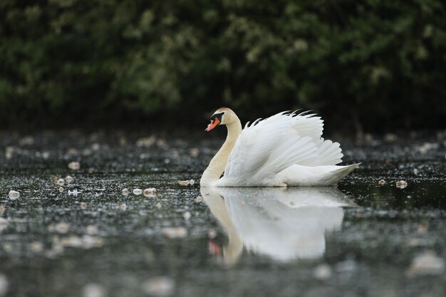 красивый лебедь на озере удивительная птица в естественной среде обитания