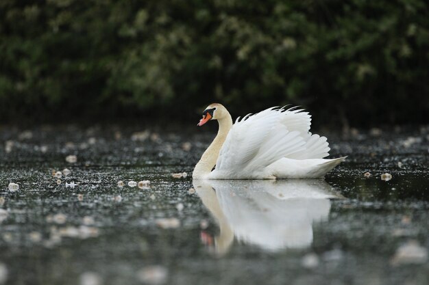 beautiful swan on a lake amazing bird in the nature habitat