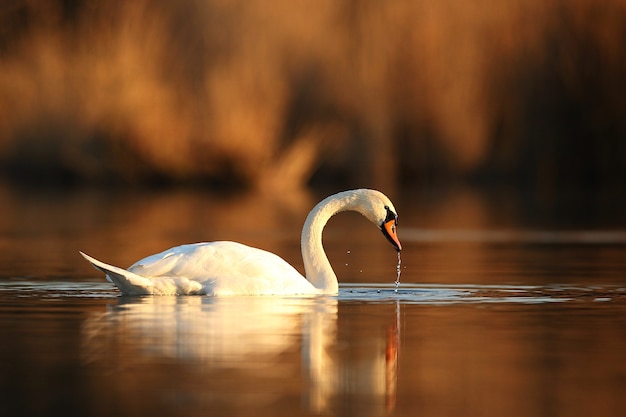 Бесплатное фото Красивый лебедь на озере удивительная птица в естественной среде обитания