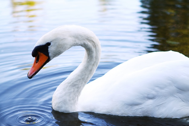 Beautiful swan on the river