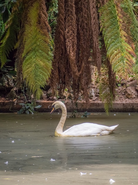 Bellissimo cigno che nuota in uno stagno