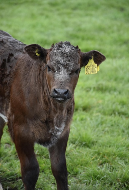 牧草地の茶色の子牛の美しい甘い顔。