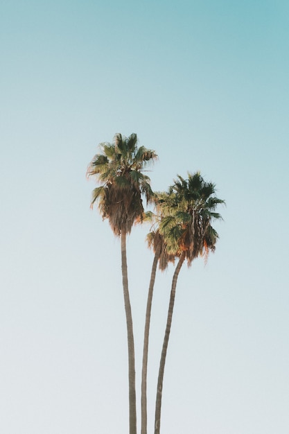 Beautiful tall exotic coconut palm trees