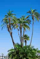 Free photo beautiful and tall palm trees in san diego