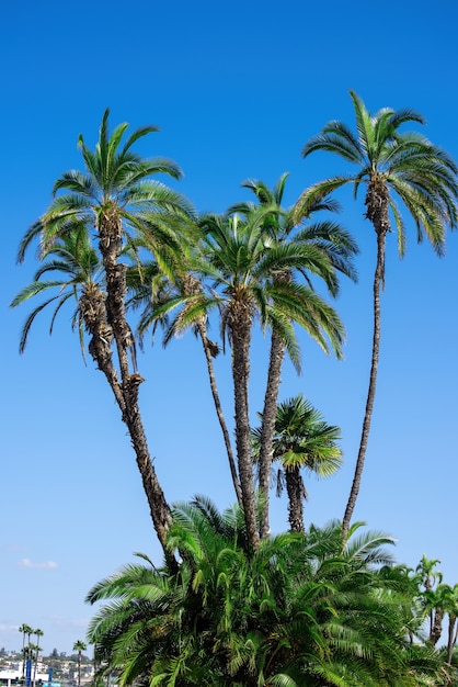 Beautiful and tall palm trees in San Diego