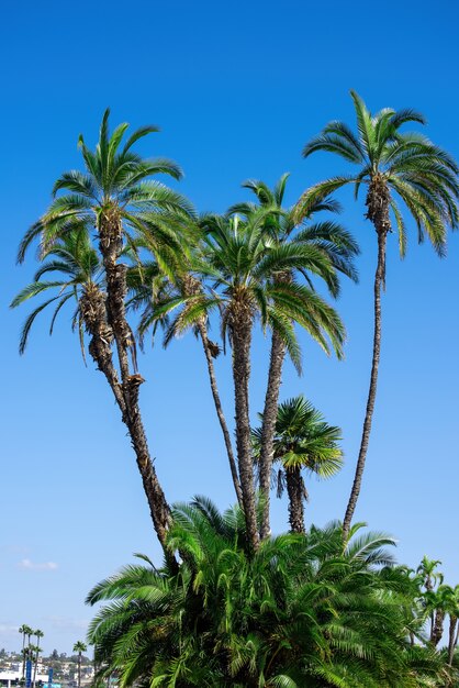 Beautiful and tall palm trees in San Diego
