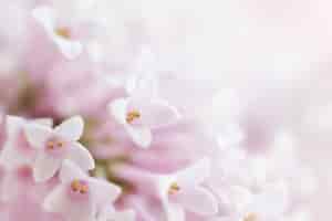 Free photo beautiful tender gentle delicate flower background with small pink flowers. horizontal. copy space.
