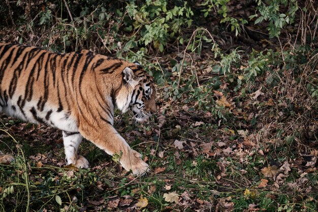 красивый тигр гуляет по земле с опавшими листьями